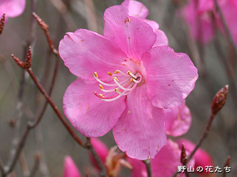 アカヤシオ－花