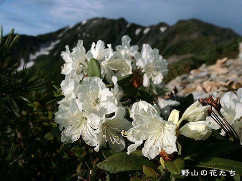 キバナシャクナゲ－花