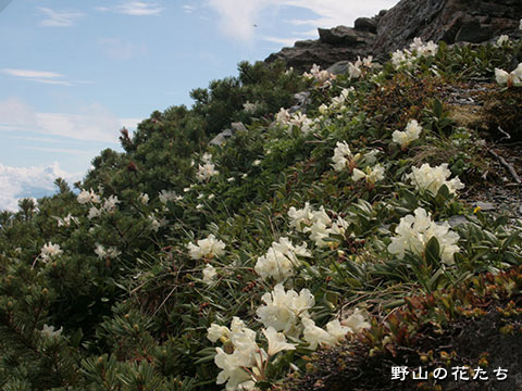 キバナシャクナゲ 野山の花たち 東北と関東甲信越の花