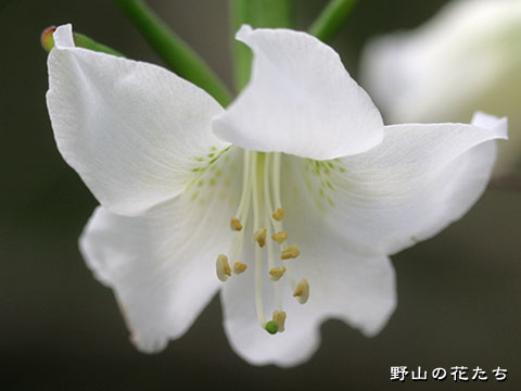 シロヤシオ－花