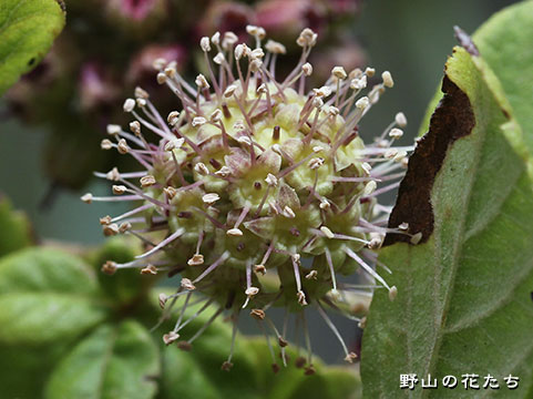 ケヤマウコギ－花