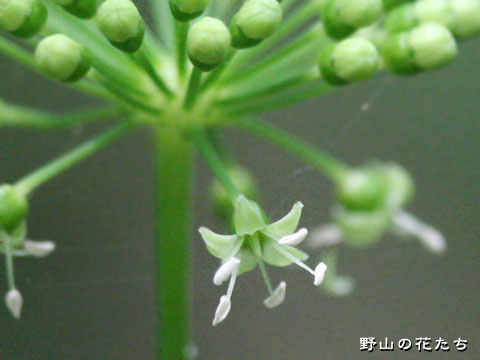 トチバニンジン－花