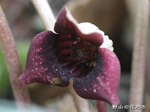 ウスバサイシン－花