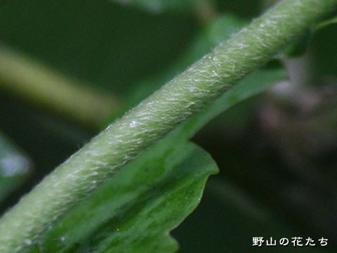 タンザワウマノスズクサ－茎