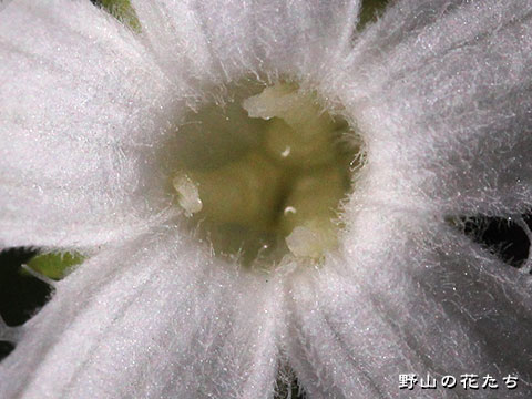 カラスウリ－花２
