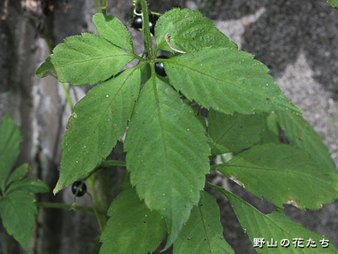 アマチャヅル－葉