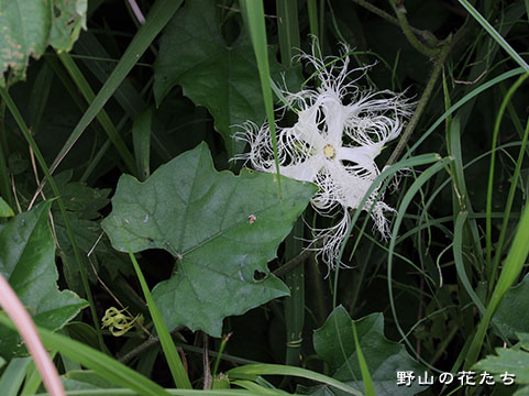 キカラスウリ 野山の花たち 東北と関東甲信越の花