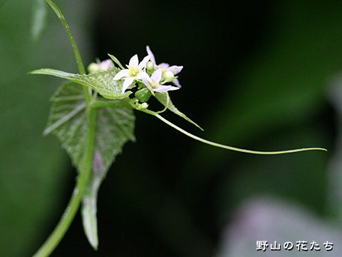 ミヤマニガウリ－花