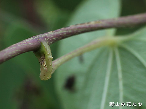 ヤマノイモ－茎