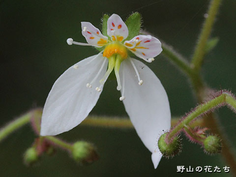ユキノシタ－花