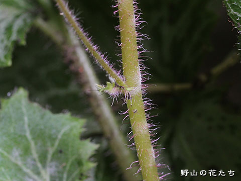 ユキノシタ－茎