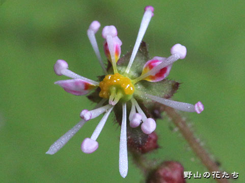 ホシザキユキノシタ－花