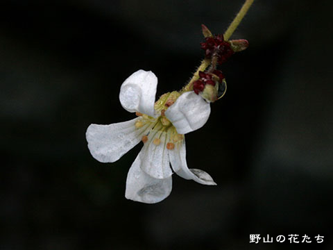 ムカゴユキノシタ－花