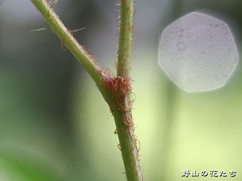 チダケサシ－茎