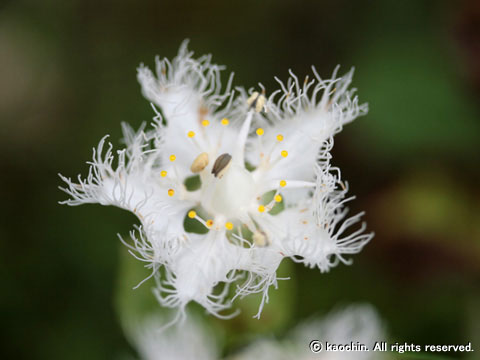 オオシラヒゲソウ－花