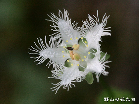 シラヒゲソウ－花