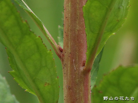 タコノアシ－茎