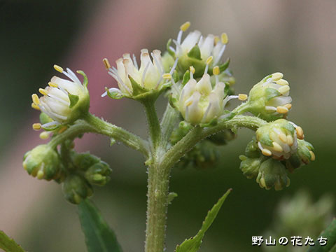 タコノアシ－花