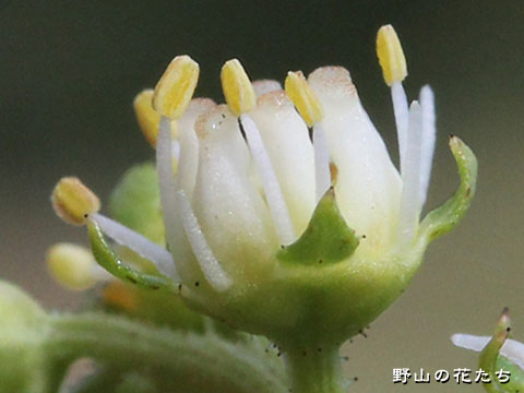 タコノアシ－花３