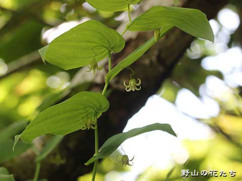 オオバタケシマラン－花