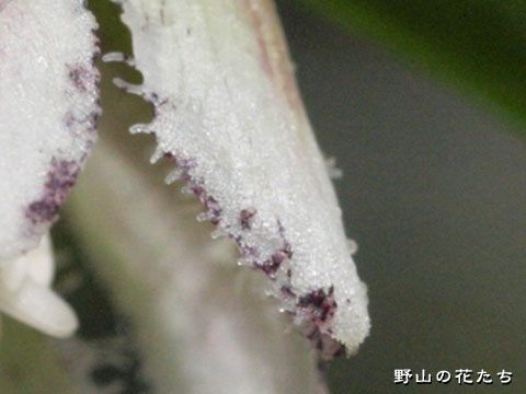 コシノコバイモ－花３
