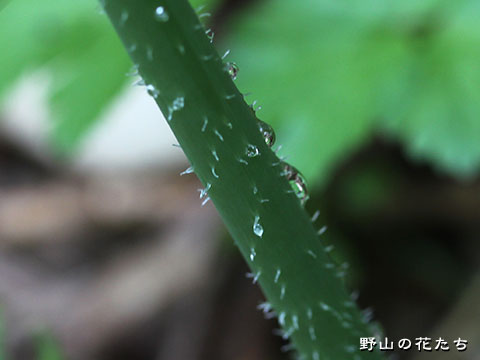 オオバタケシマラン－茎