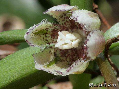 コシノコバイモ－花２