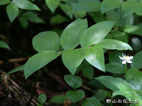 ヒメタケシマラン－葉