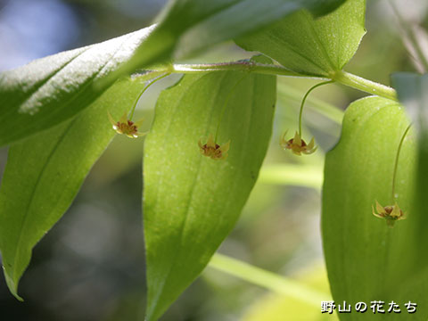 ヒメタケシマラン－花