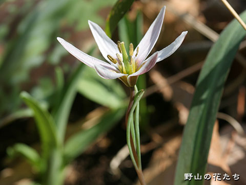 ヒロハノアマナ－花