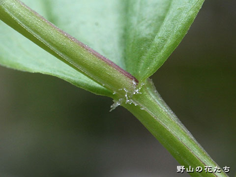 タケシマラン－茎
