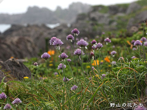 アサツキ 野山の花たち 東北と関東甲信越の花