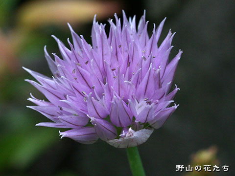 アサツキ－花