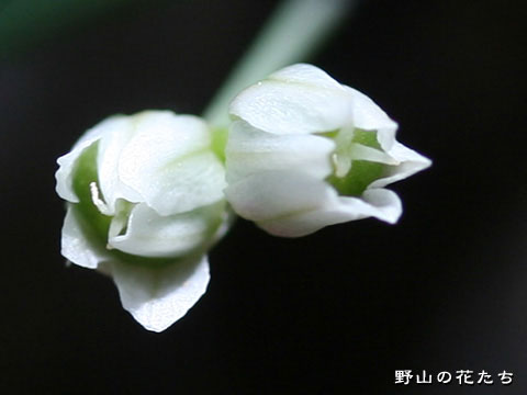 ヒメニラ－花２