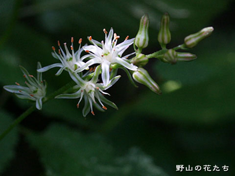 ノギラン－白花