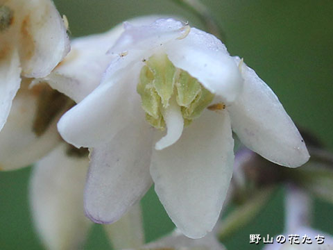 オオバジャノヒゲ－花２