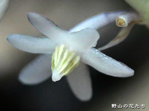 ナガバジャノヒゲ－花２