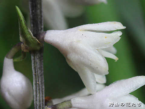 オオバジャノヒゲ－花３