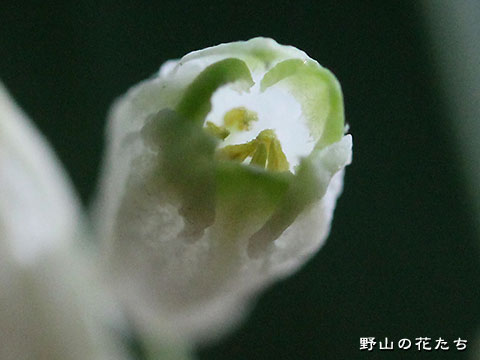 ミヤマナルコユリ－花３