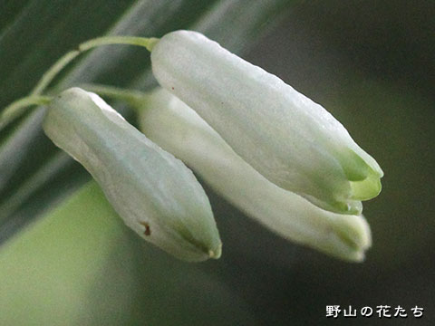 ミヤマナルコユリ－花２