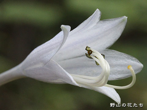 キヨスミギボウシ－花２