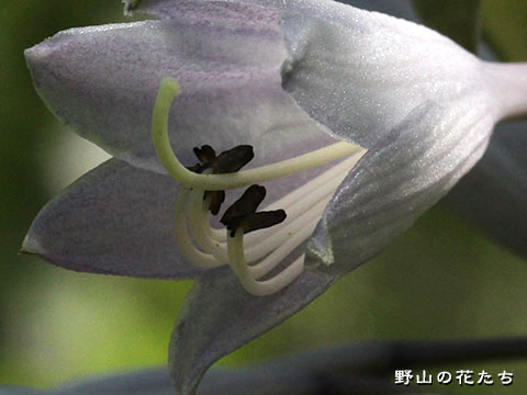 オオバギボウシ－花３