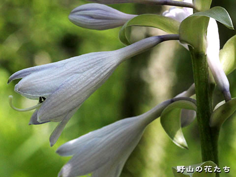 オオバギボウシ－花２