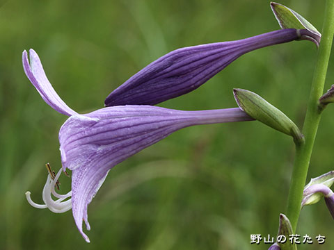 コバギボウシ－花4