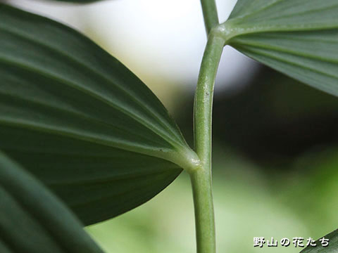 タカオワニグチソウ－茎