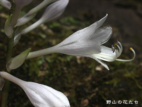 イズイワギボウシ－花