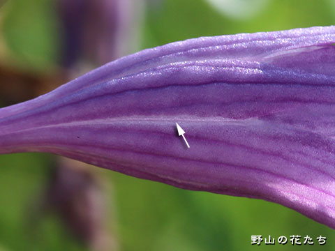 コバギボウシ－花５
