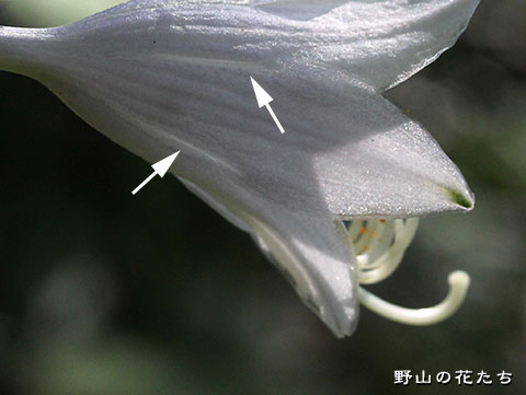 キヨスミギボウシ－花３