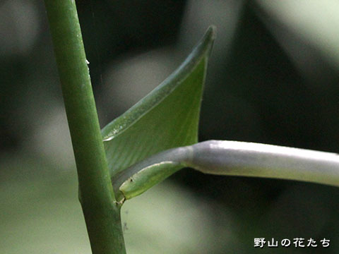 キヨニスミギボウシ－花４