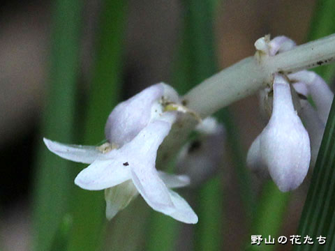 ナガバジャノヒゲ－花３